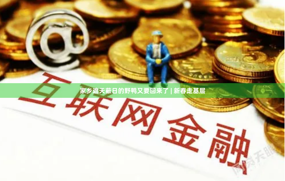 家乡遮天蔽日的野鸭又要回来了 | 新春走基层